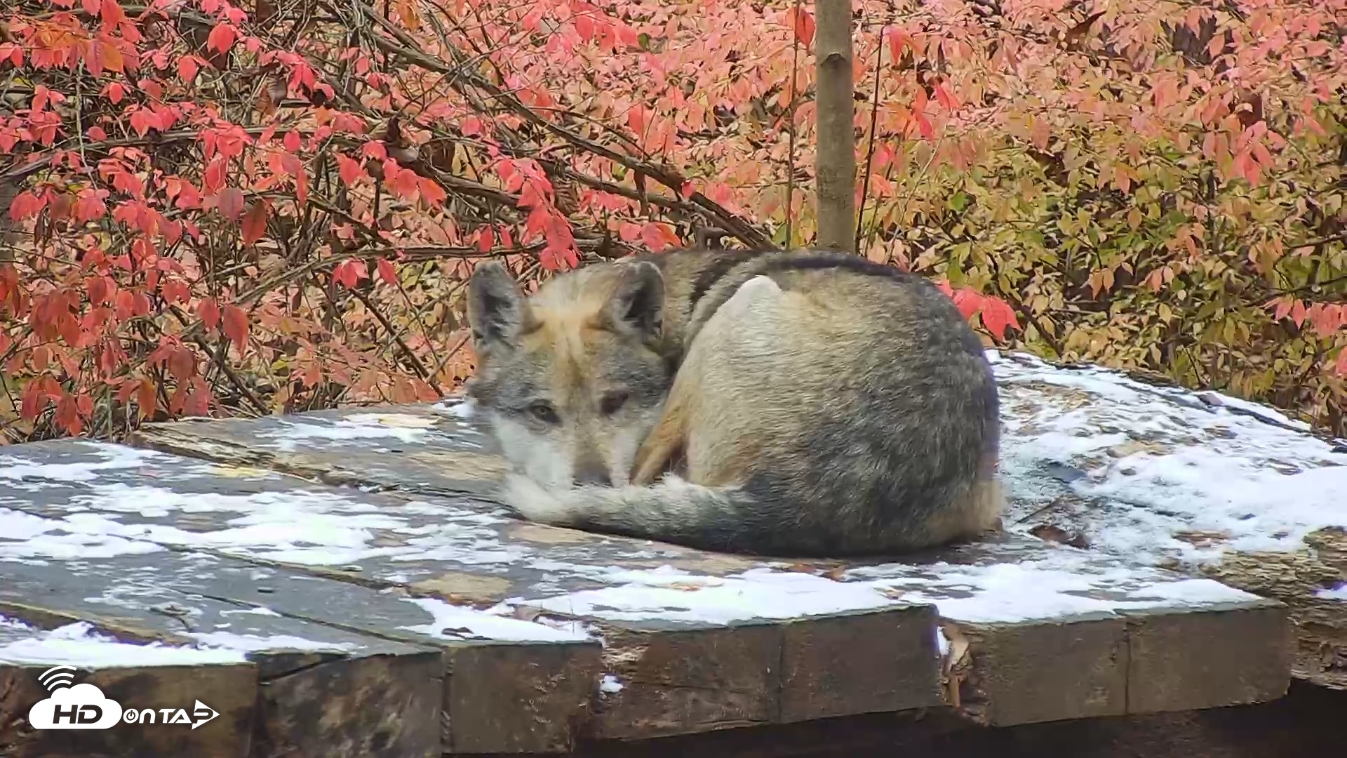 Snapshot of Wolf Center - Group 3 Wolves taken Nov 12, 2025, 10:35am EST