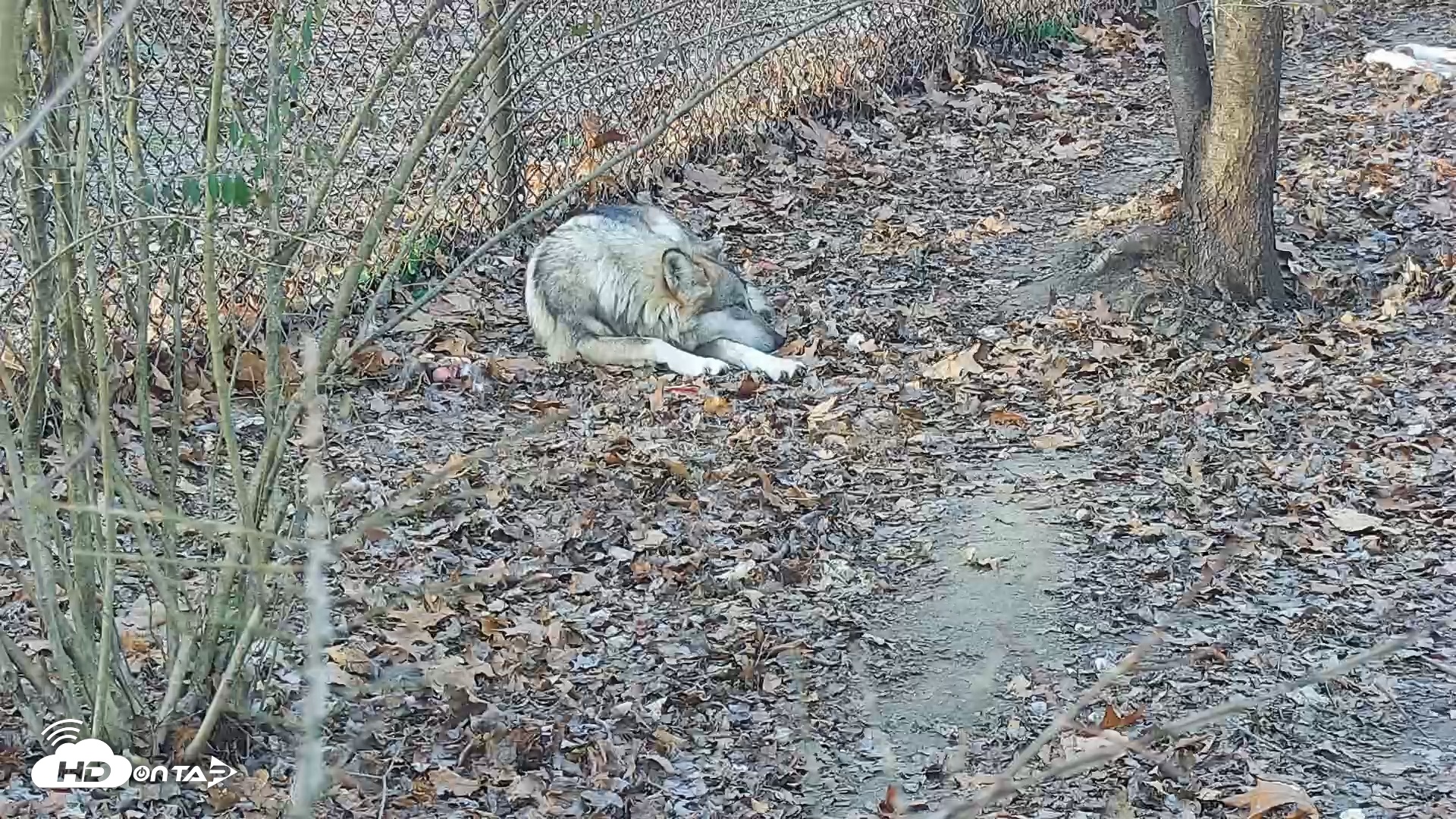 Snapshot of Wolf Center - Group 3 Wolves taken Dec 10, 2025, 8:27am EST