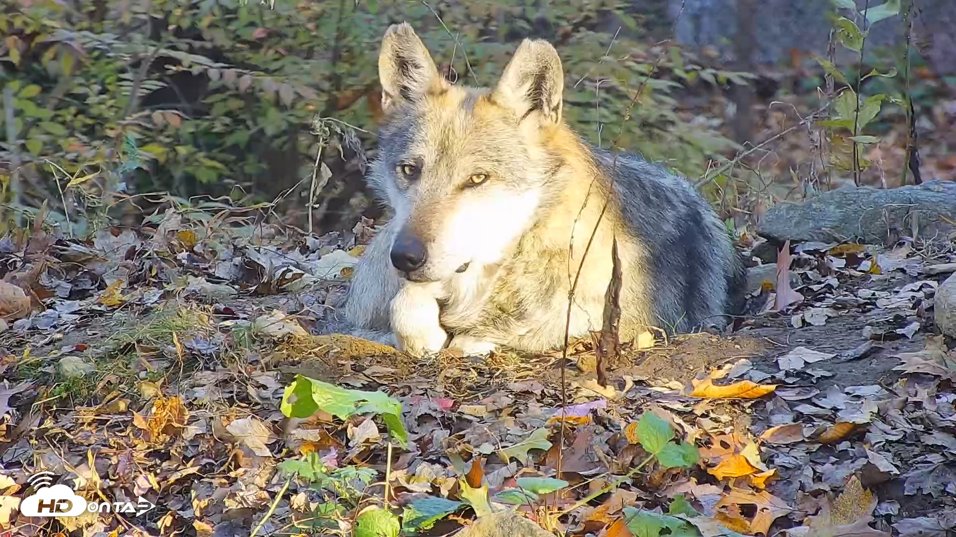 Snapshot of Wolf Center - Group 3 Wolves taken Nov 6, 2025, 7:50am EST