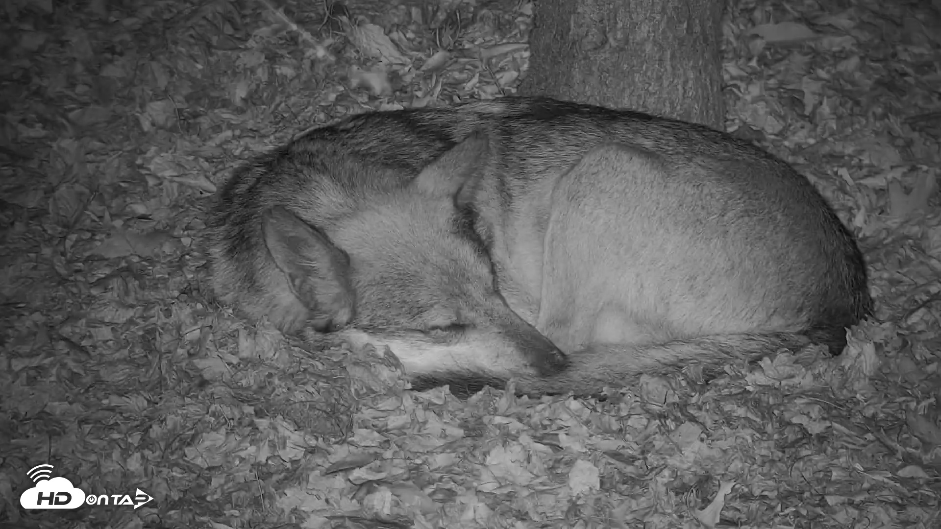 Snapshot of Wolf Center - Group 3 Wolves taken Nov 5, 2025, 6:18pm EST