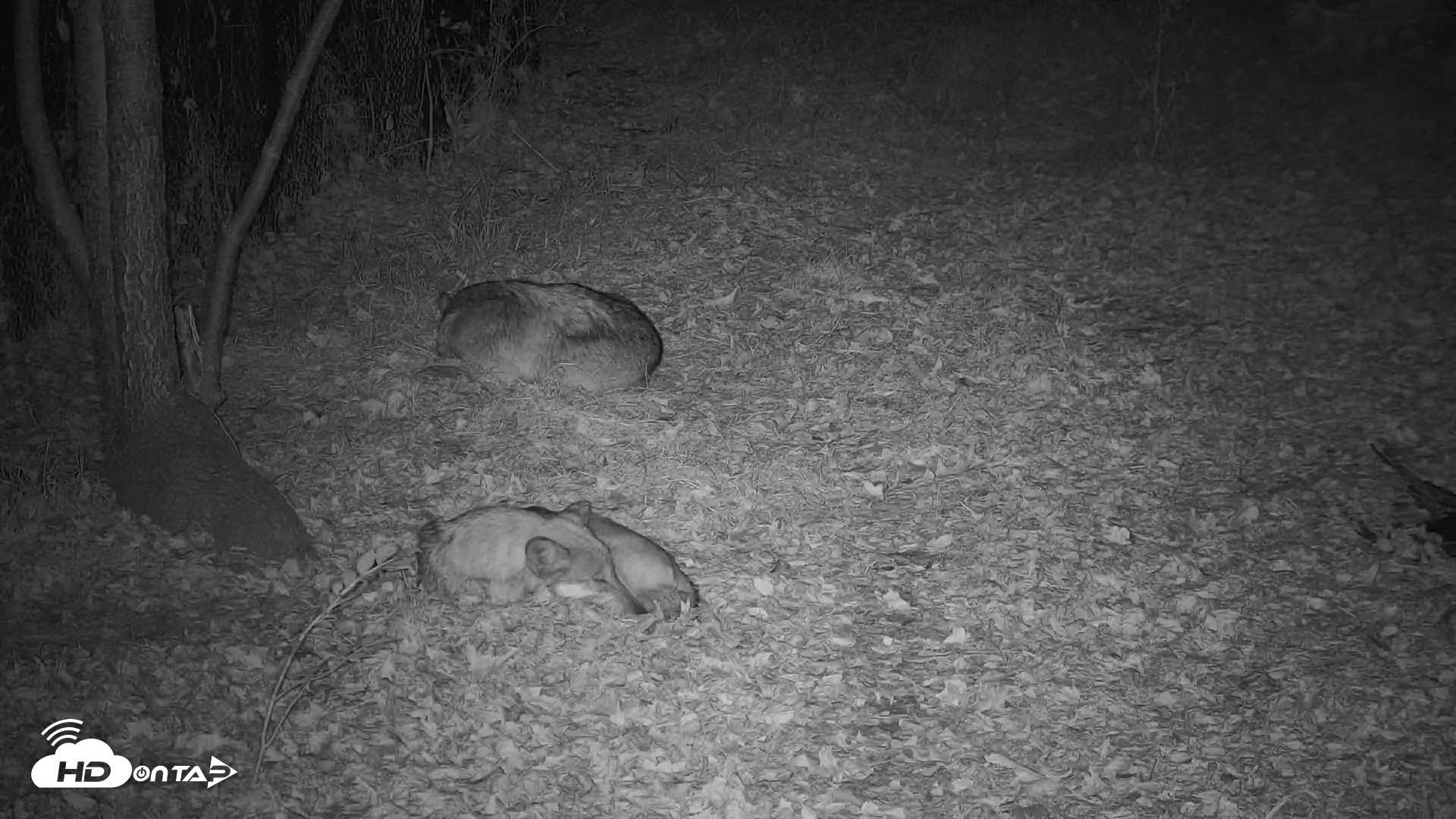 Snapshot of Wolf Center - Group 3 Wolves taken Oct 29, 2025, 6:19pm EDT
