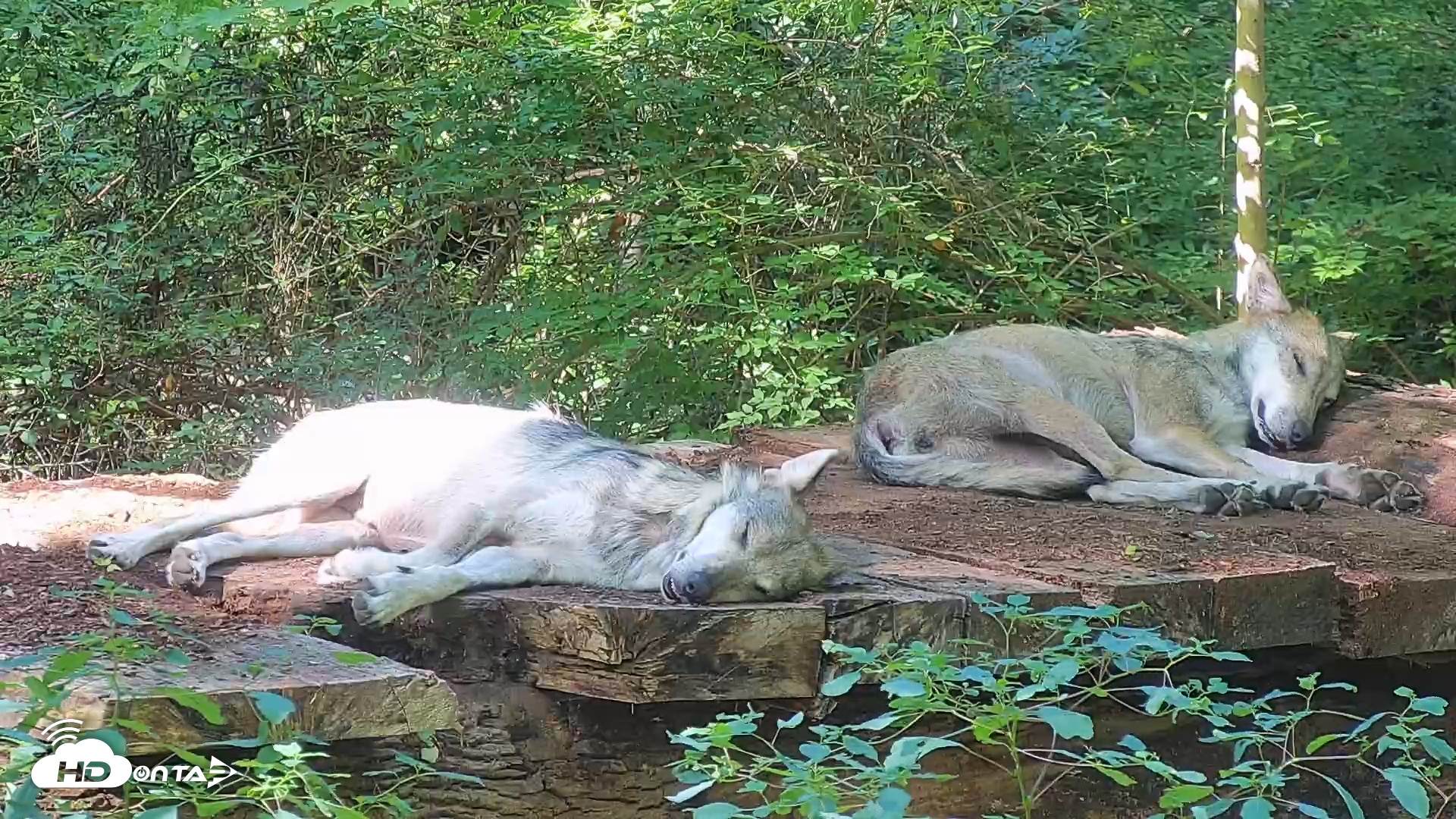 Snapshot of Wolf Center - Group 3 Wolves taken Aug 23, 2025, 4:44pm EDT