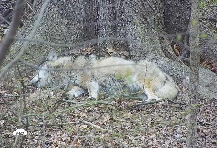 Snapshot of Wolf Center - Group 3 Wolves taken Apr 18, 2025, 5:04pm EDT