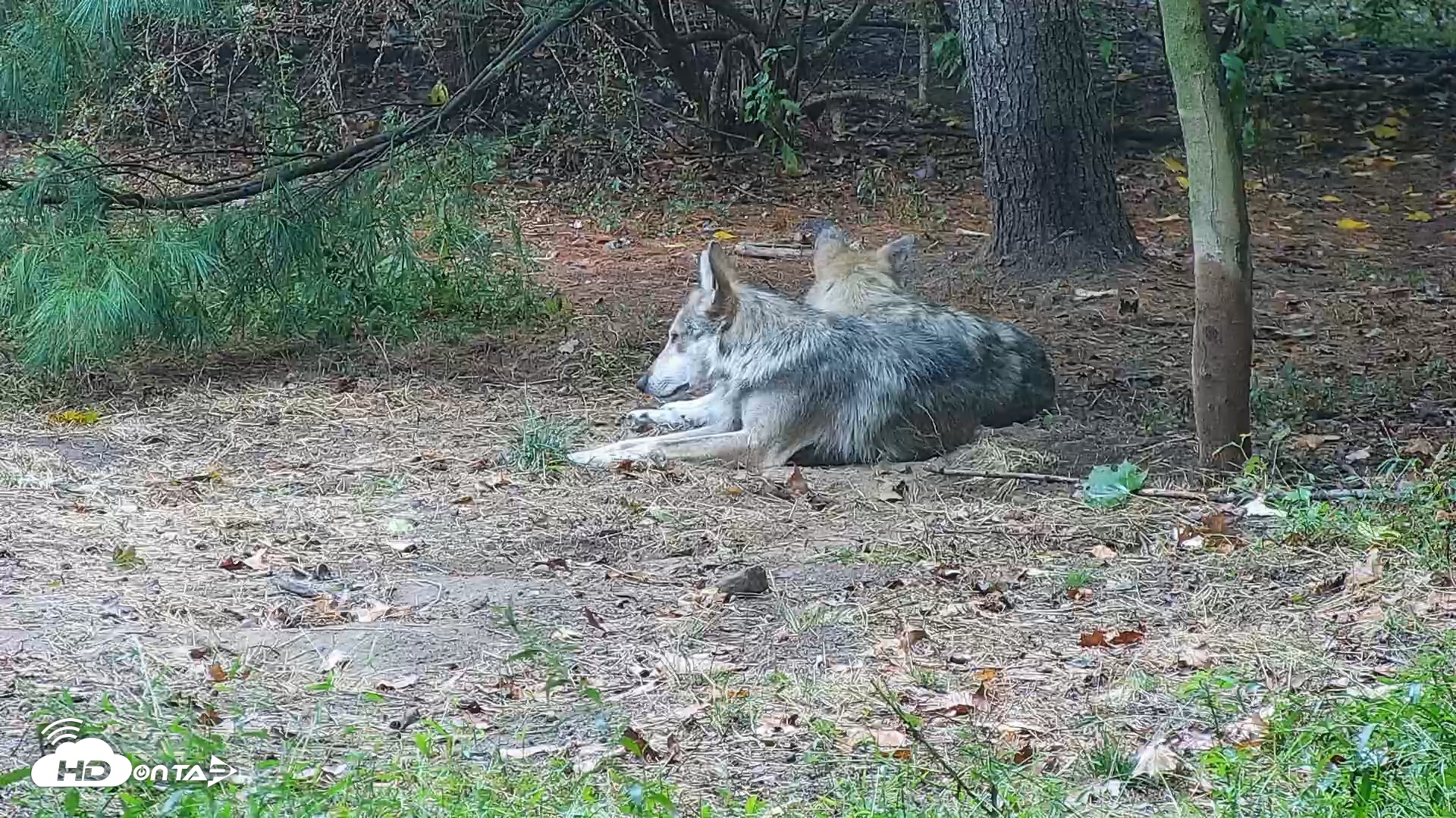 Snapshot of Wolf Center - Group 3 Wolves taken Sep 24, 2025, 8:49am EDT