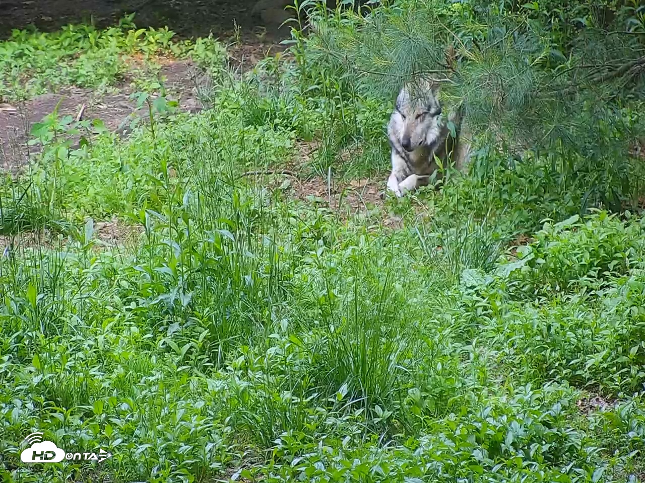 Snapshot of Wolf Center - Group 3 Wolves taken Jun 5, 2025, 7:50am EDT