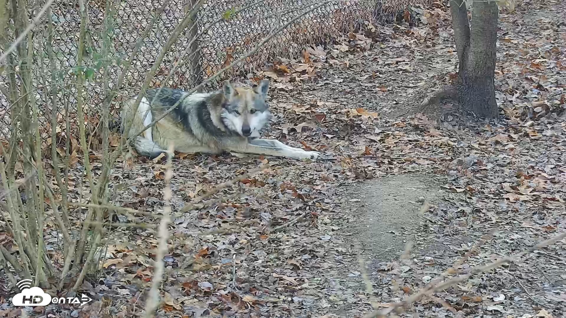 Snapshot of Wolf Center - Group 3 Wolves taken Dec 11, 2025, 7:36am EST