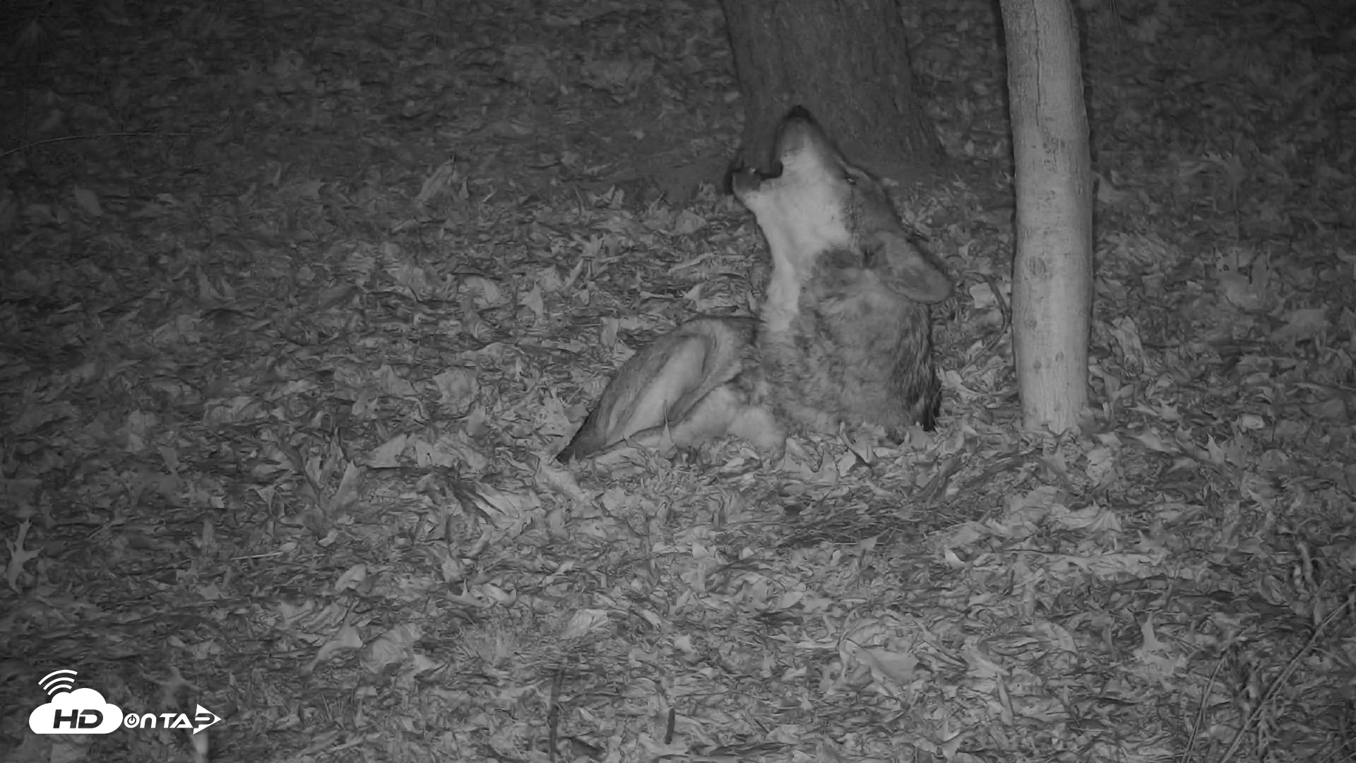 Snapshot of Wolf Center - Group 3 Wolves taken Nov 19, 2025, 5:05pm EST