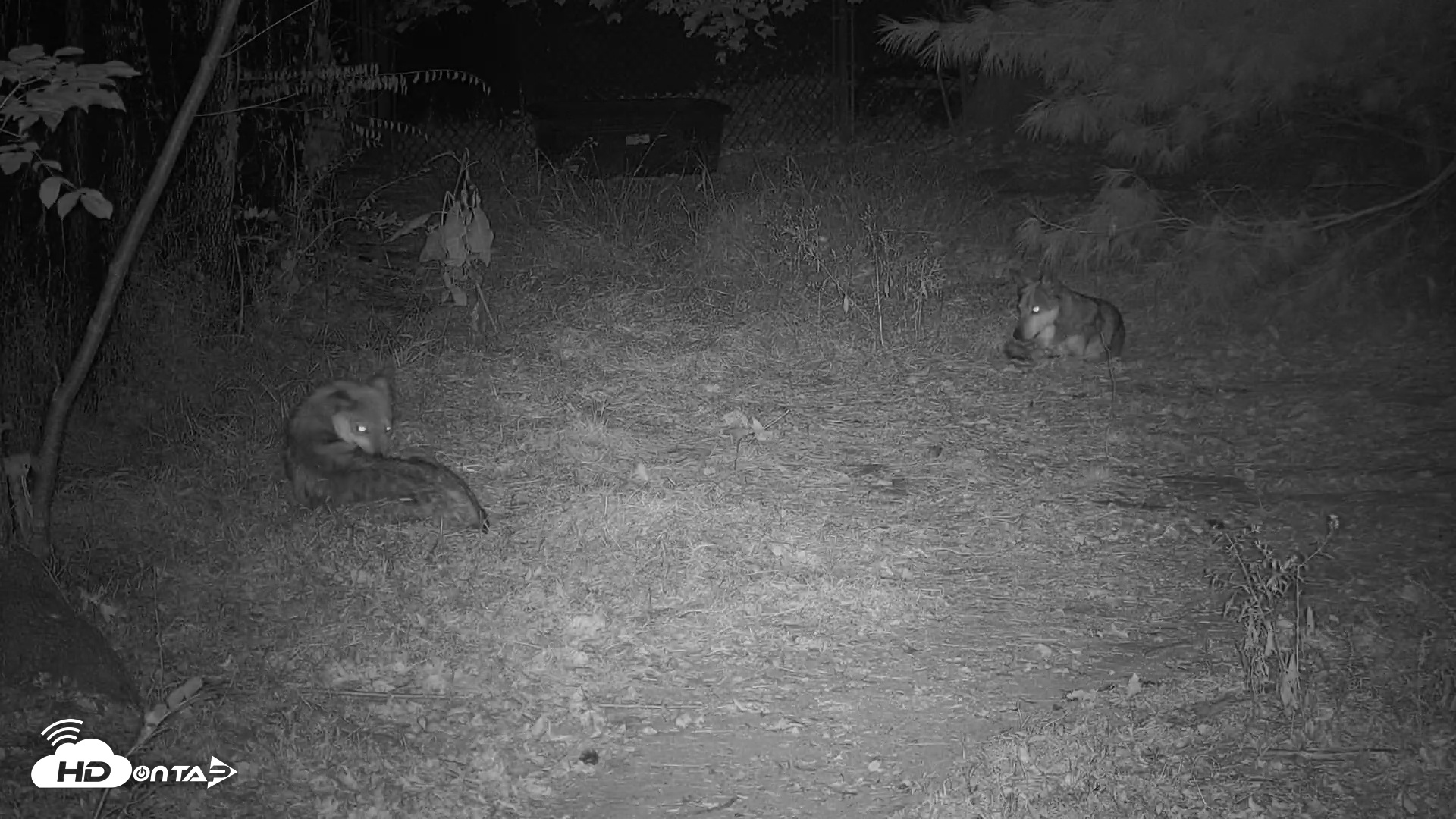 Snapshot of Wolf Center - Group 3 Wolves taken Oct 10, 2025, 10:39pm EDT