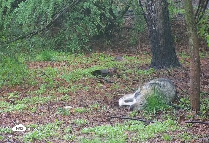 Snapshot of Wolf Center - Group 3 Wolves taken May 5, 2025, 6:47am EDT