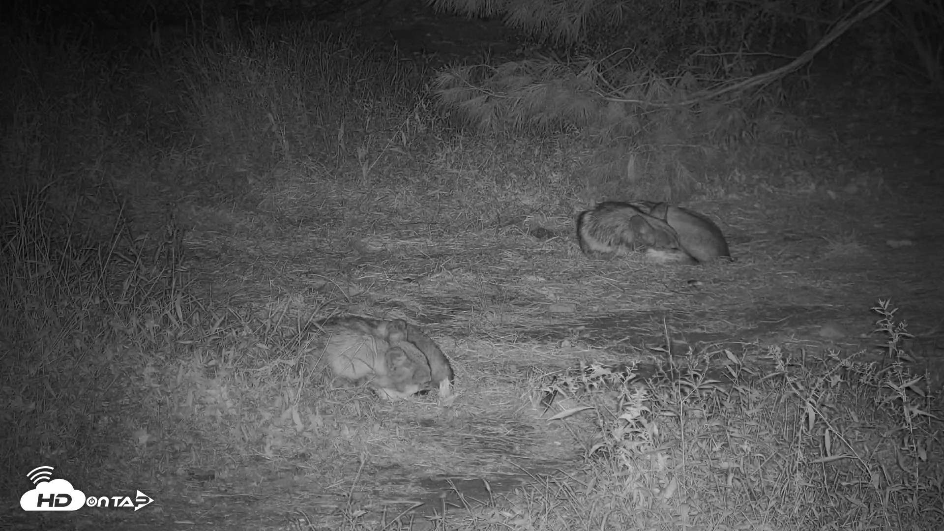 Snapshot of Wolf Center - Group 3 Wolves taken Sep 11, 2025, 9:47pm EDT