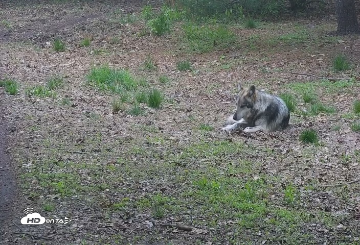 Snapshot of Wolf Center - Group 3 Wolves taken May 2, 2025, 6:10am EDT