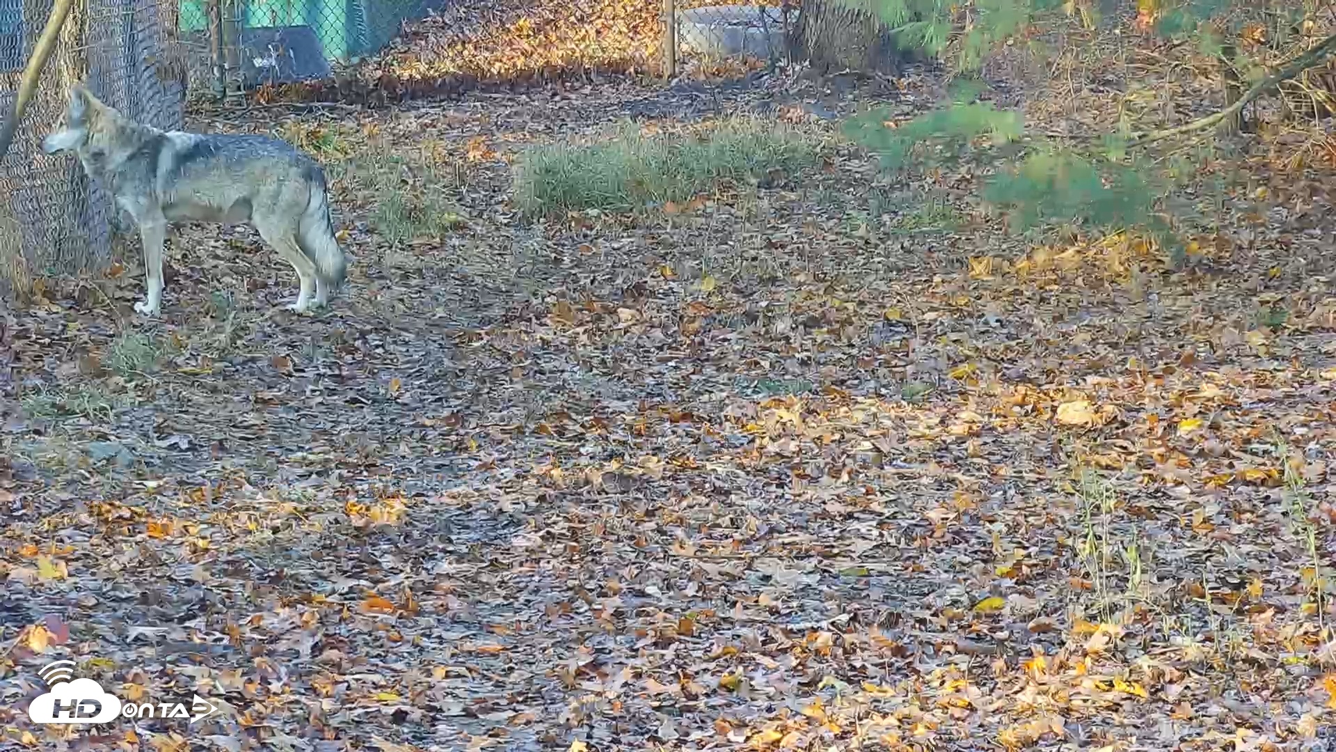Snapshot of Wolf Center - Group 3 Wolves taken Nov 16, 2025, 8:01am EST