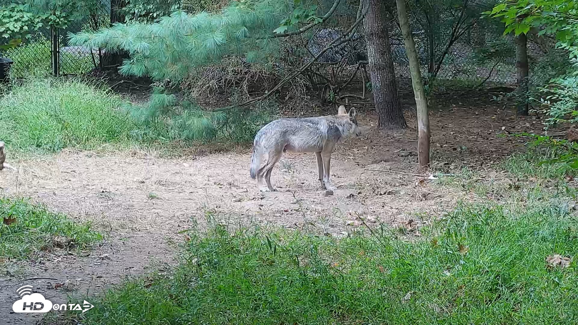 Snapshot of Wolf Center - Group 3 Wolves taken Sep 23, 2025, 10:41am EDT