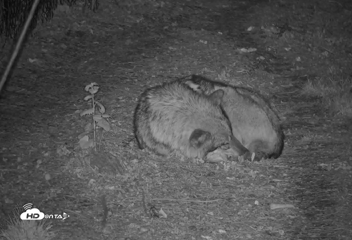 Snapshot of Wolf Center - Group 3 Wolves taken Apr 30, 2025, 9:39pm EDT