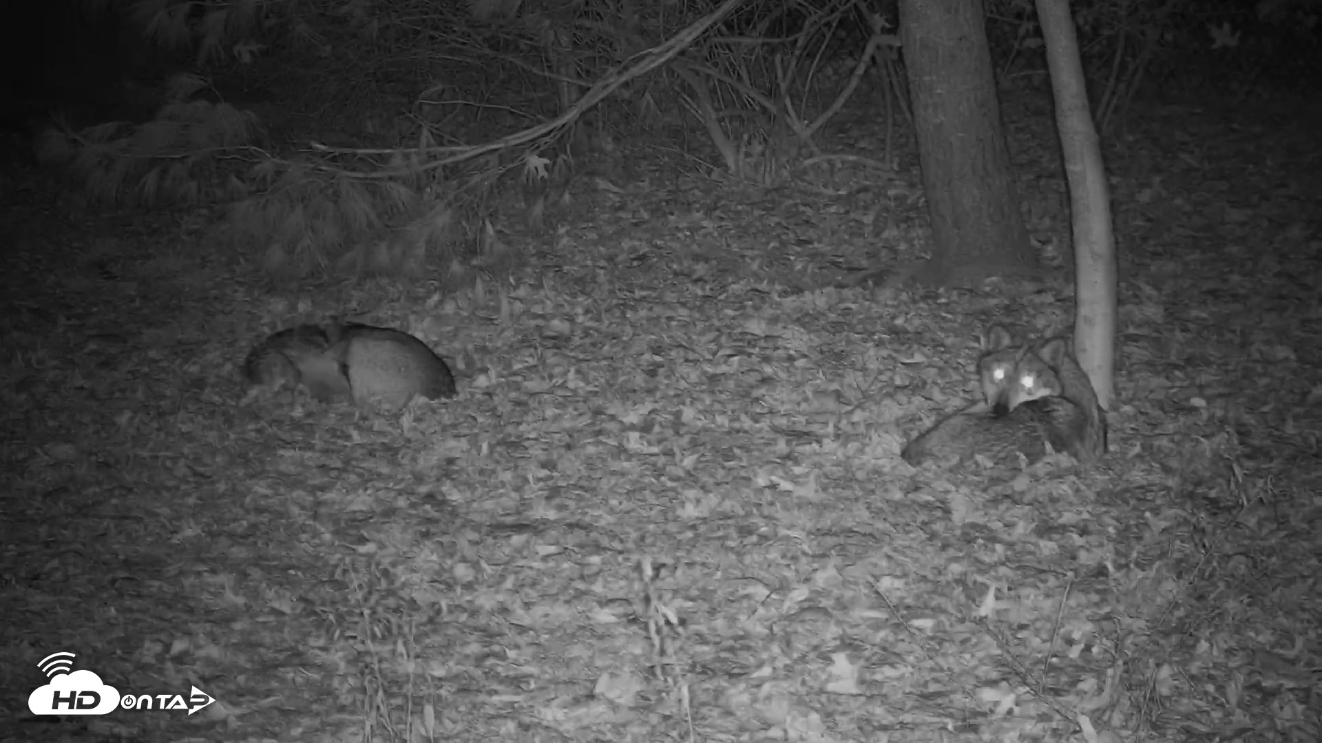 Snapshot of Wolf Center - Group 3 Wolves taken Nov 17, 2025, 11:11pm EST