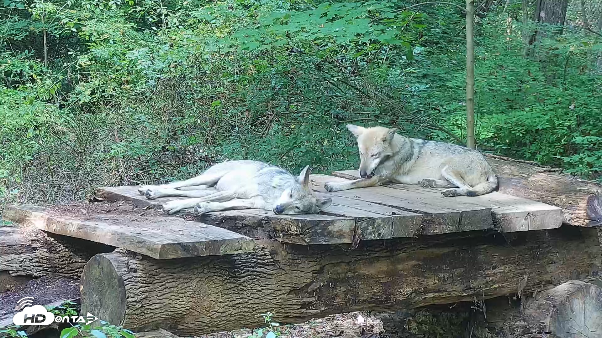 Snapshot of Wolf Center - Group 3 Wolves taken Sep 27, 2025, 3:34pm EDT