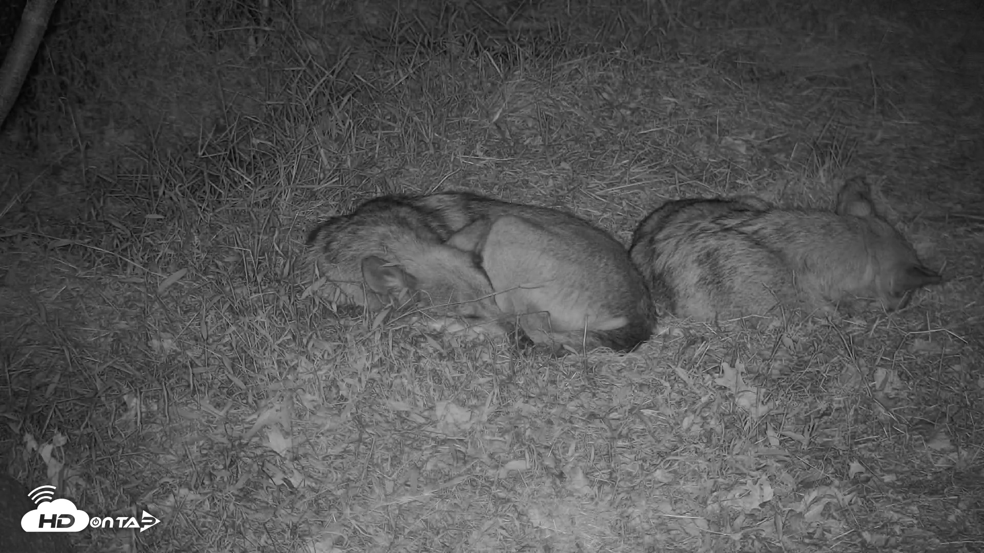 Snapshot of Wolf Center - Group 3 Wolves taken Oct 11, 2025, 9:01pm EDT