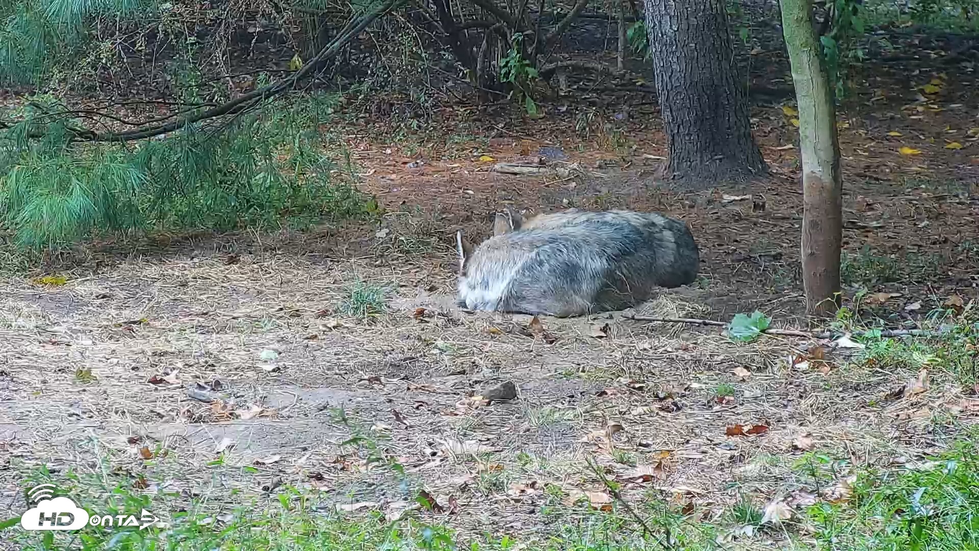 Snapshot of Wolf Center - Group 3 Wolves taken Sep 24, 2025, 8:45am EDT