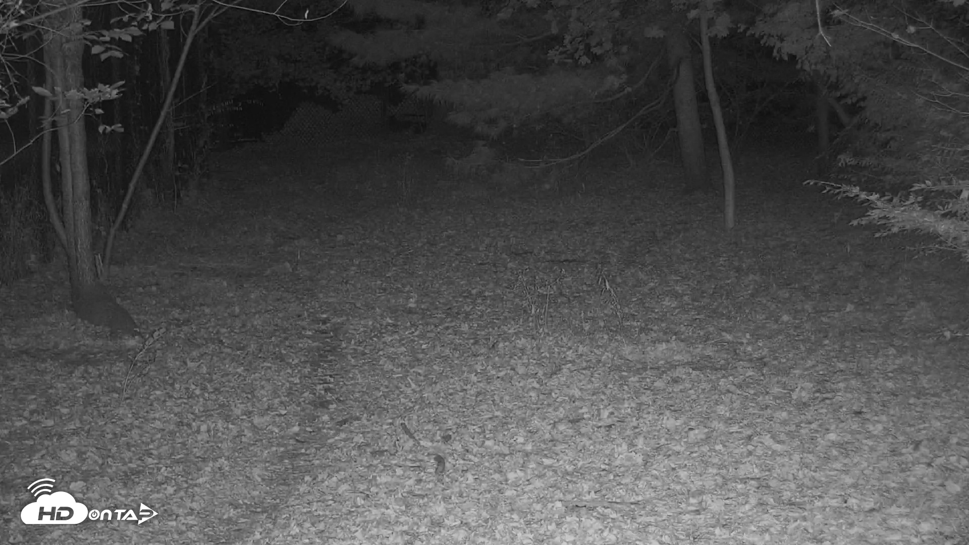 Snapshot of Wolf Center - Group 3 Wolves taken Oct 28, 2025, 9:56pm EDT