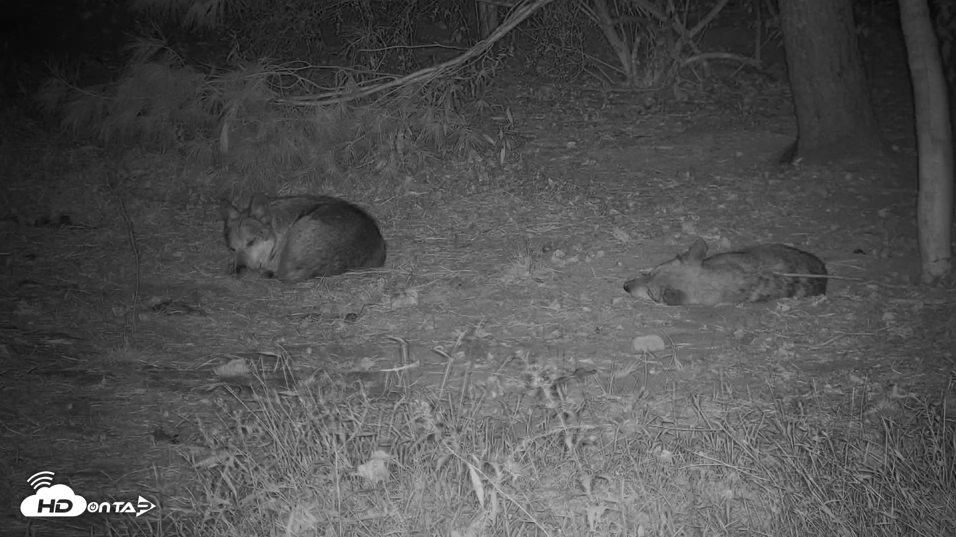 Snapshot of Wolf Center - Group 3 Wolves taken Sep 20, 2025, 1:27am EDT