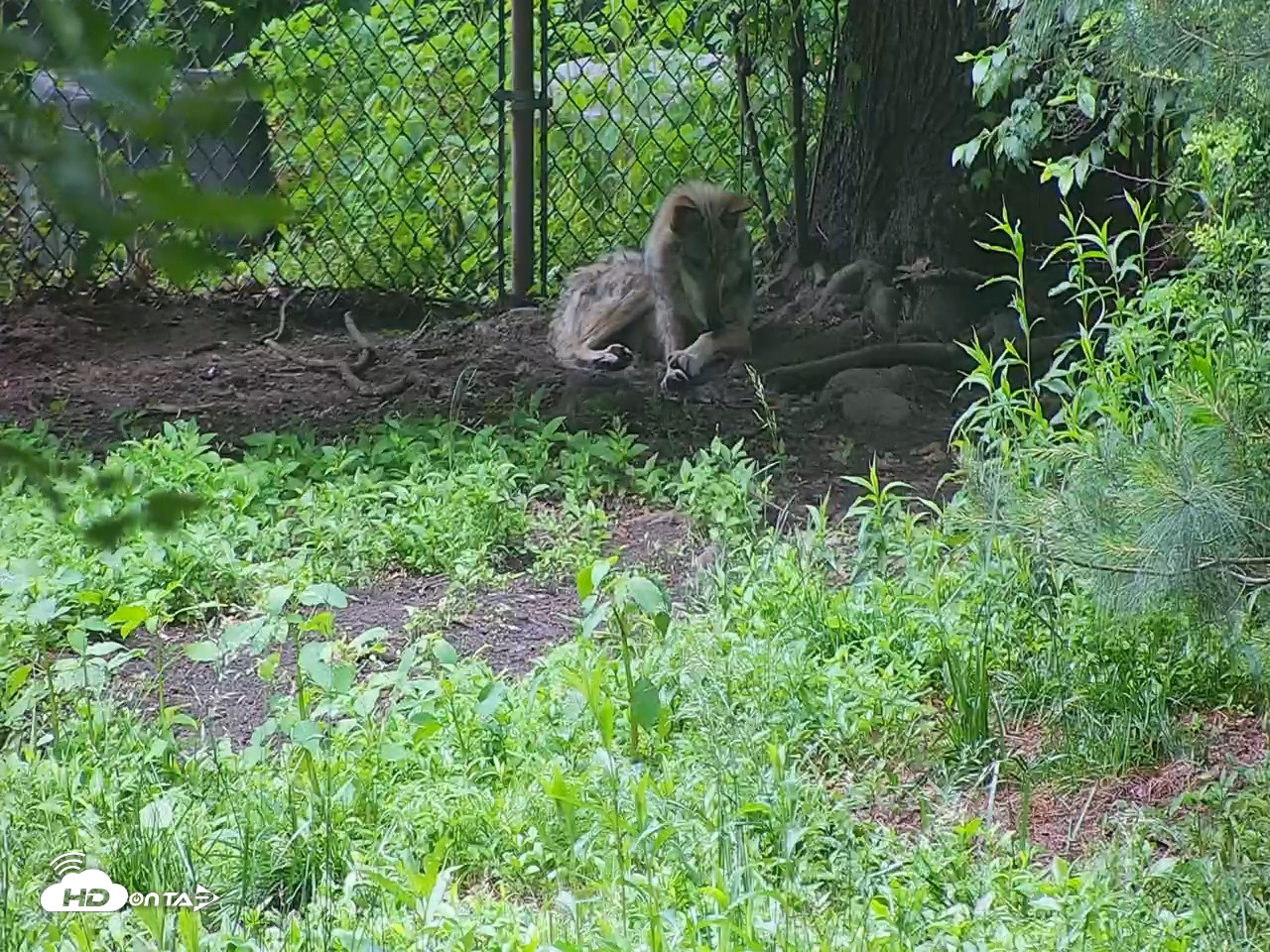 Snapshot of Wolf Center - Group 3 Wolves taken Jun 9, 2025, 7:17am EDT
