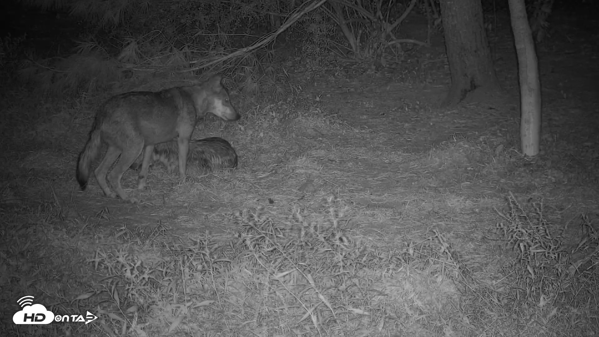 Snapshot of Wolf Center - Group 3 Wolves taken Sep 1, 2025, 8:09pm EDT