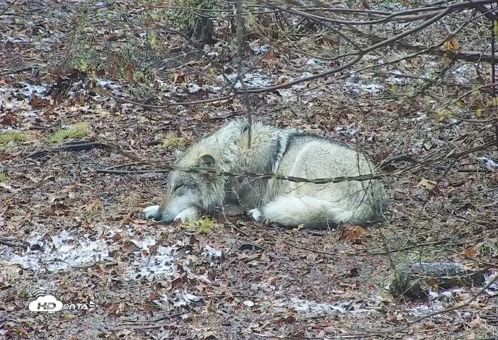 Snapshot of Wolf Center - Group 3 Wolves taken Apr 12, 2025, 9:19am EDT