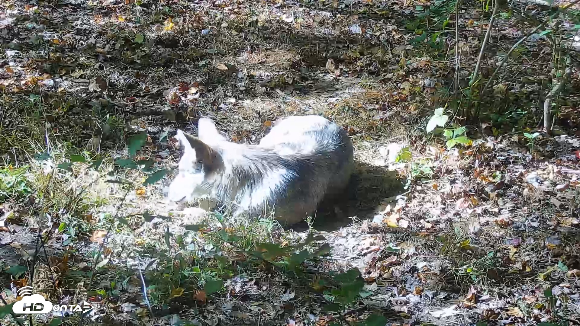 Snapshot of Wolf Center - Group 3 Wolves taken Oct 9, 2025, 2:02pm EDT
