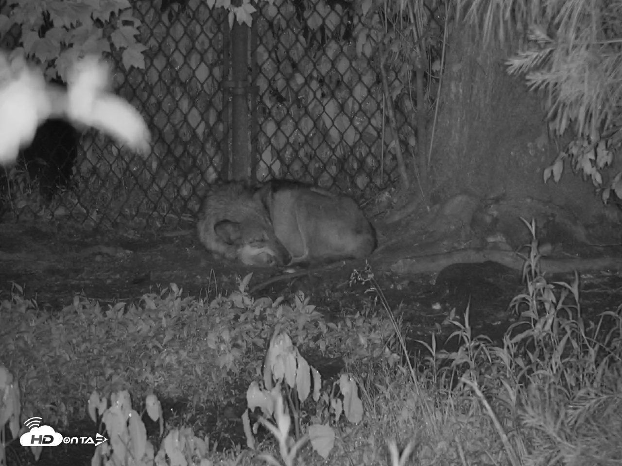 Snapshot of Wolf Center - Group 3 Wolves taken Jun 13, 2025, 11:43pm EDT