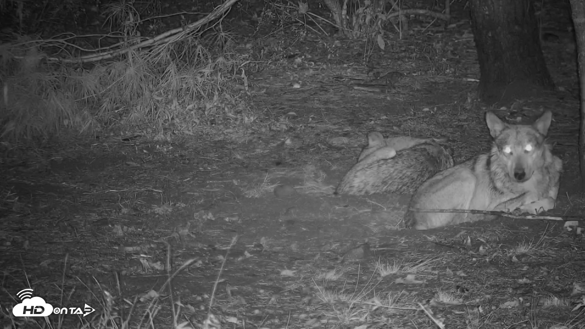 Snapshot of Wolf Center - Group 3 Wolves taken Sep 25, 2025, 10:36pm EDT