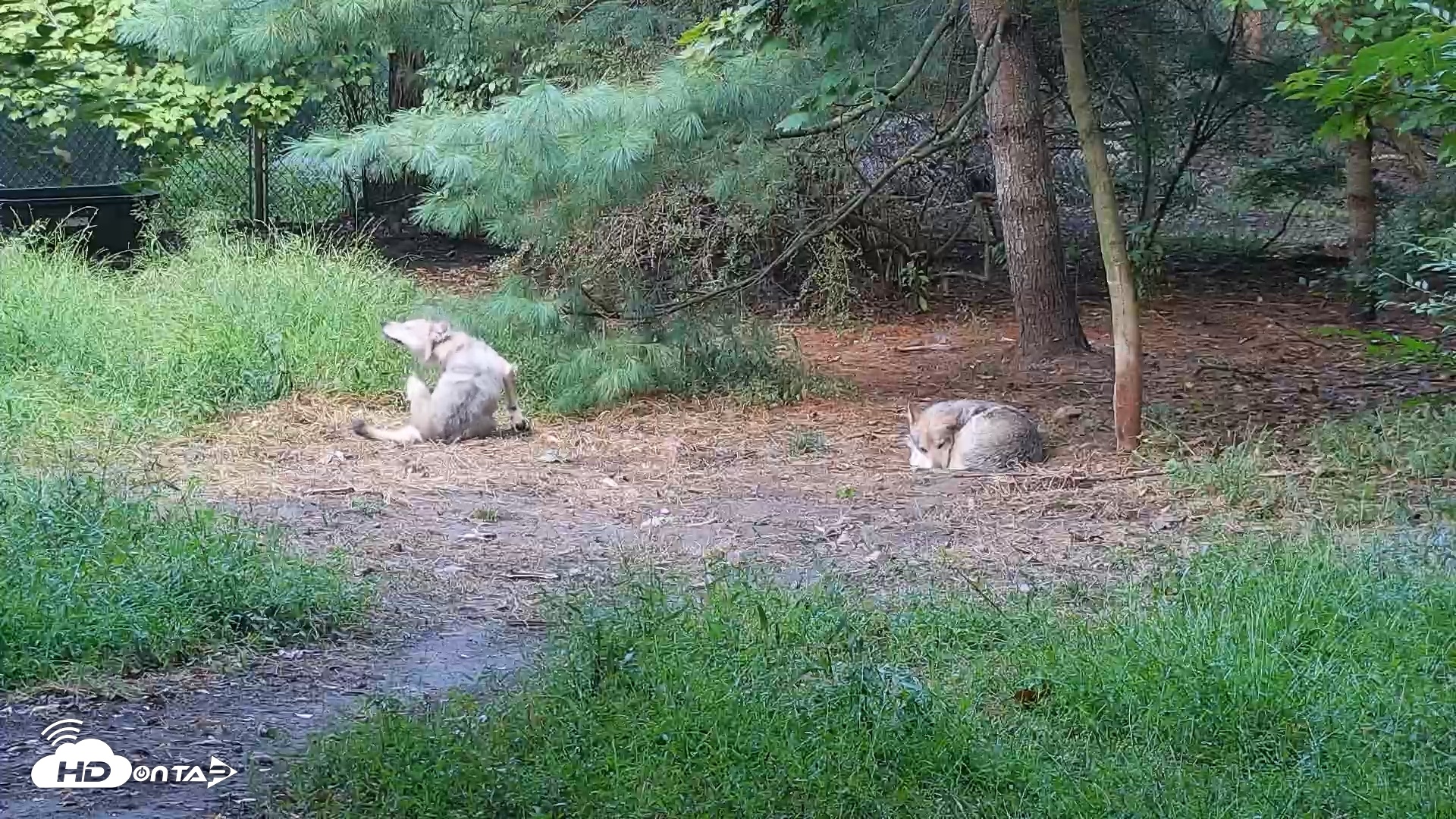 Snapshot of Wolf Center - Group 3 Wolves taken Sep 18, 2025, 7:32am EDT