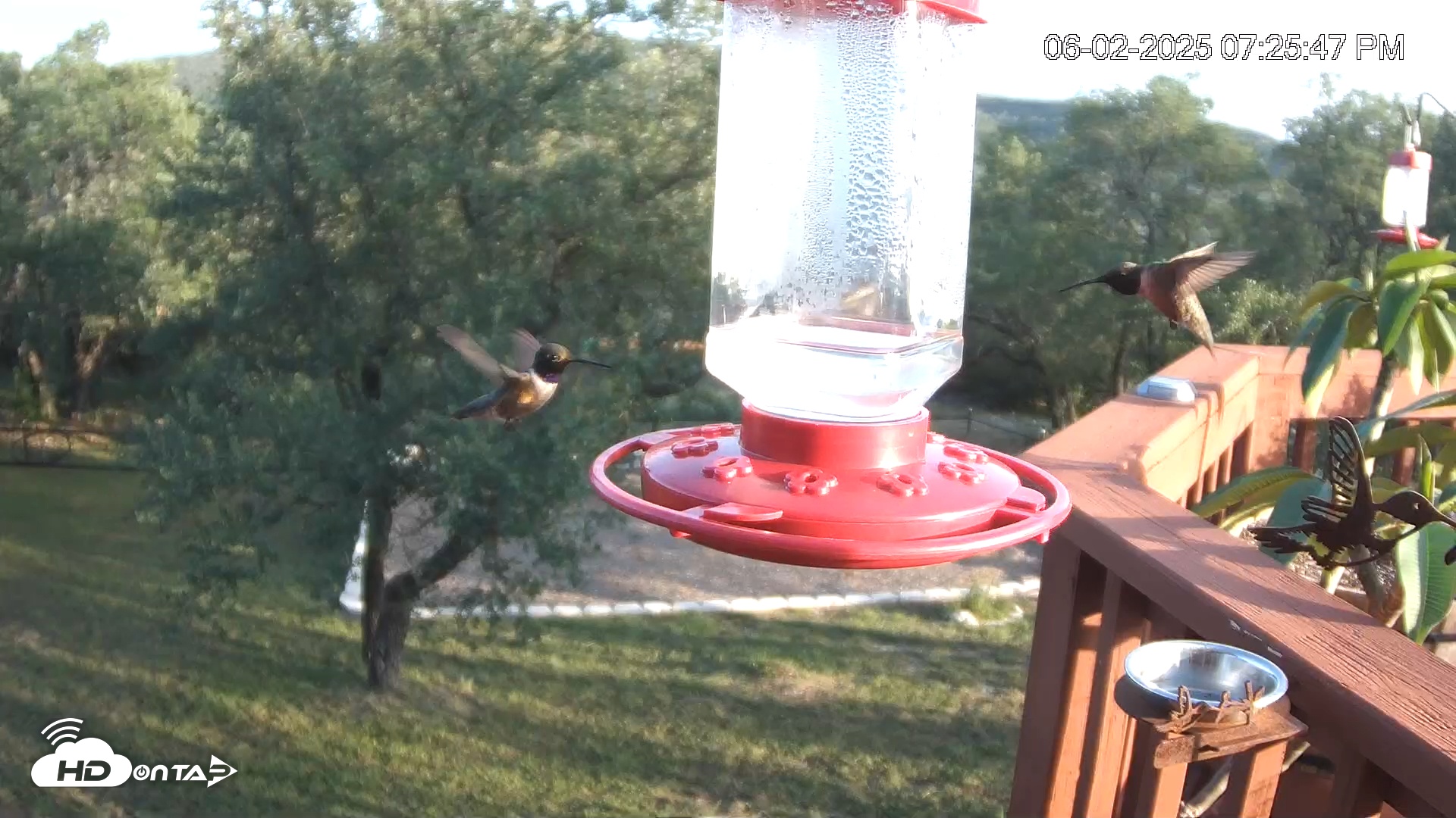 Snapshot of Texas Hummingbirds Live Webcam taken Jun 2, 2025, 7:27pm CDT