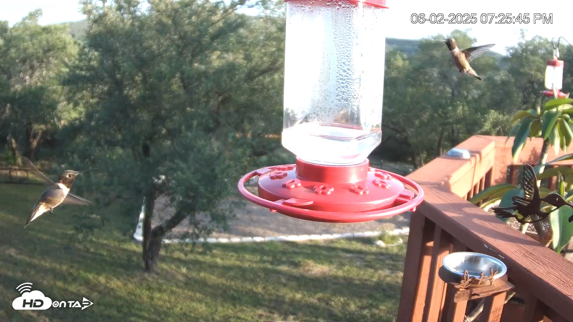 Snapshot of Texas Hummingbirds Live Webcam taken Jun 2, 2025, 7:26pm CDT