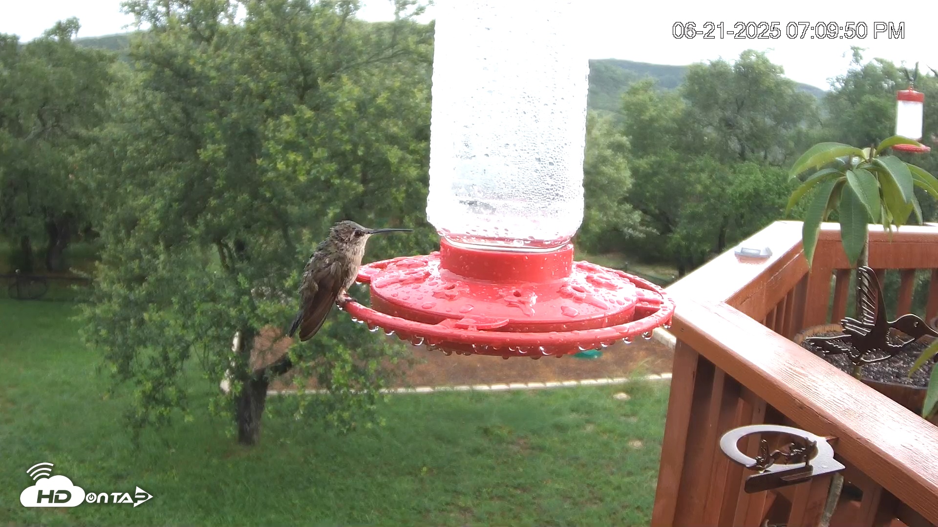 Snapshot of Texas Hummingbirds Live Webcam taken Jun 21, 2025, 7:10pm CDT
