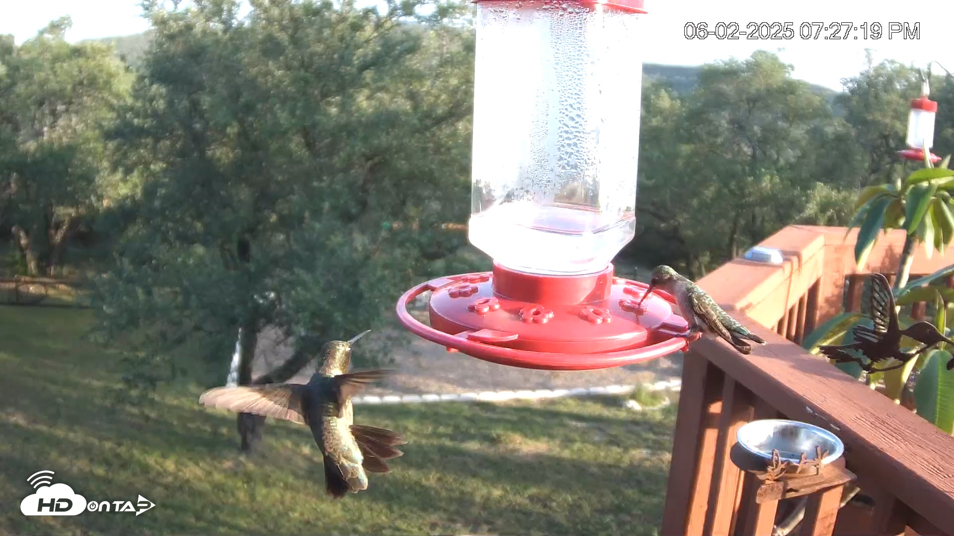 Snapshot of Texas Hummingbirds Live Webcam taken Jun 2, 2025, 7:29pm CDT