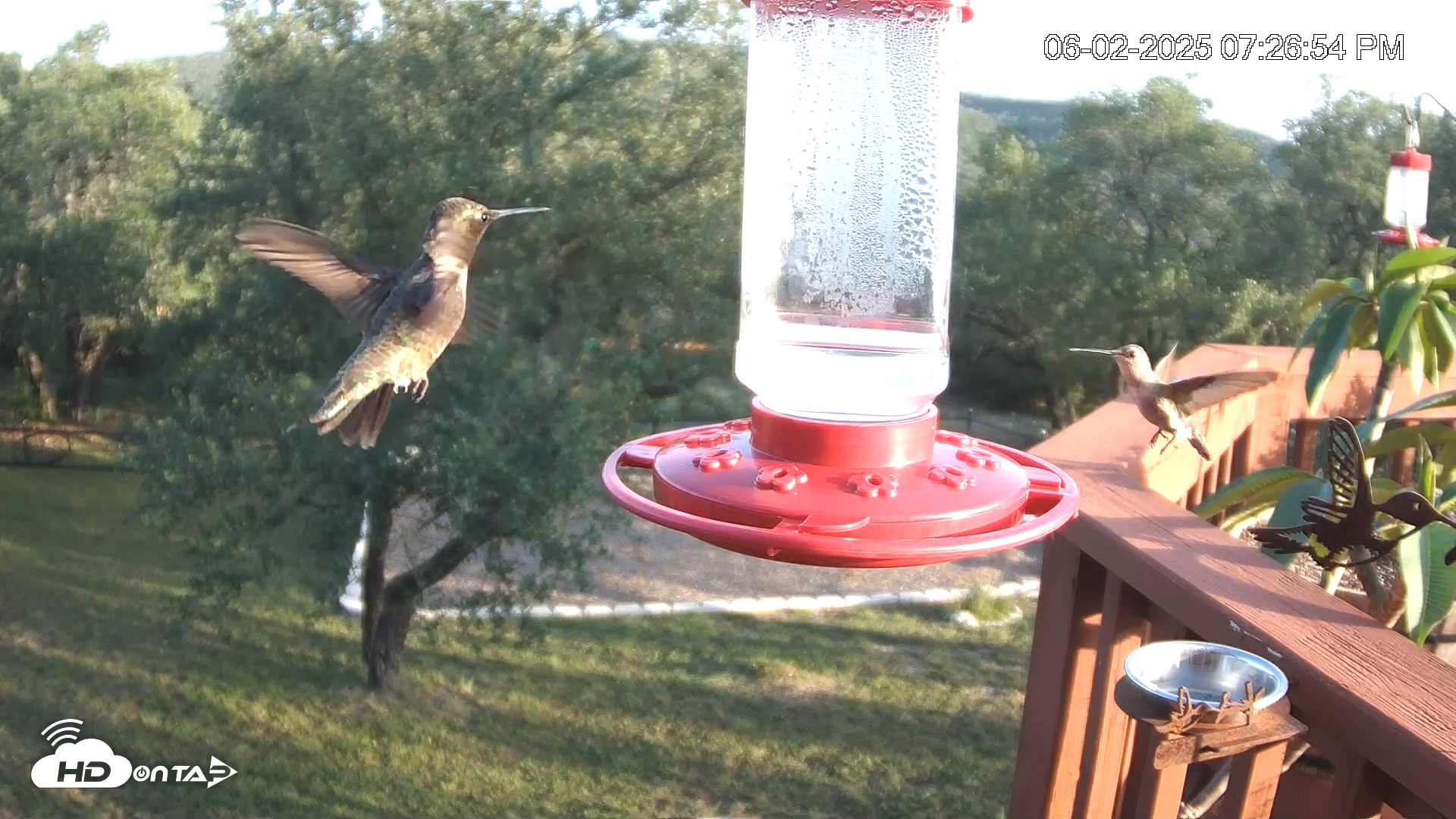 Snapshot of Texas Hummingbirds Live Webcam taken Jun 2, 2025, 7:29pm CDT