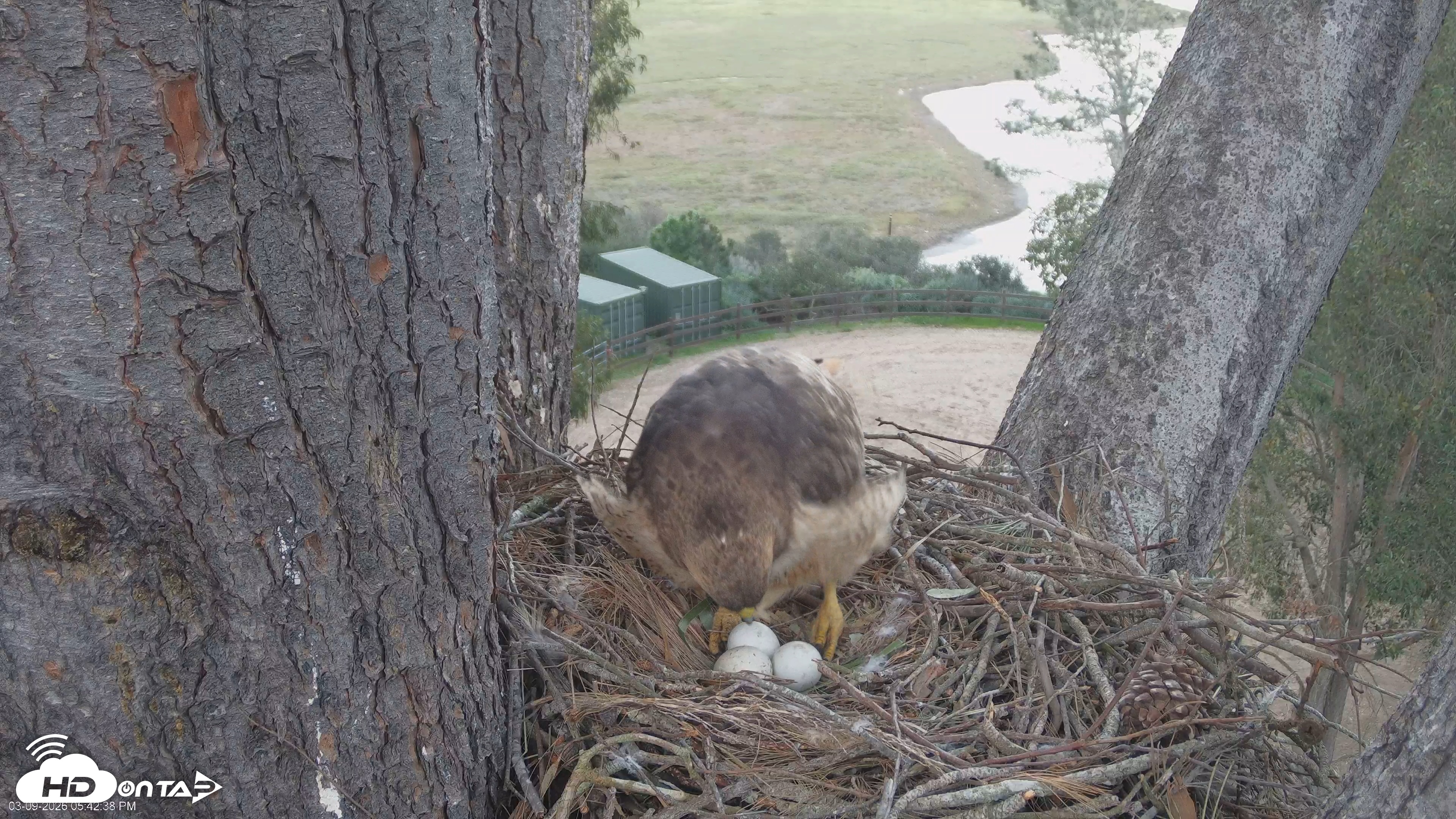 Snapshot of Red-Tailed Hawk Live Webcam taken Mar 9, 2026, 6:45pm PDT