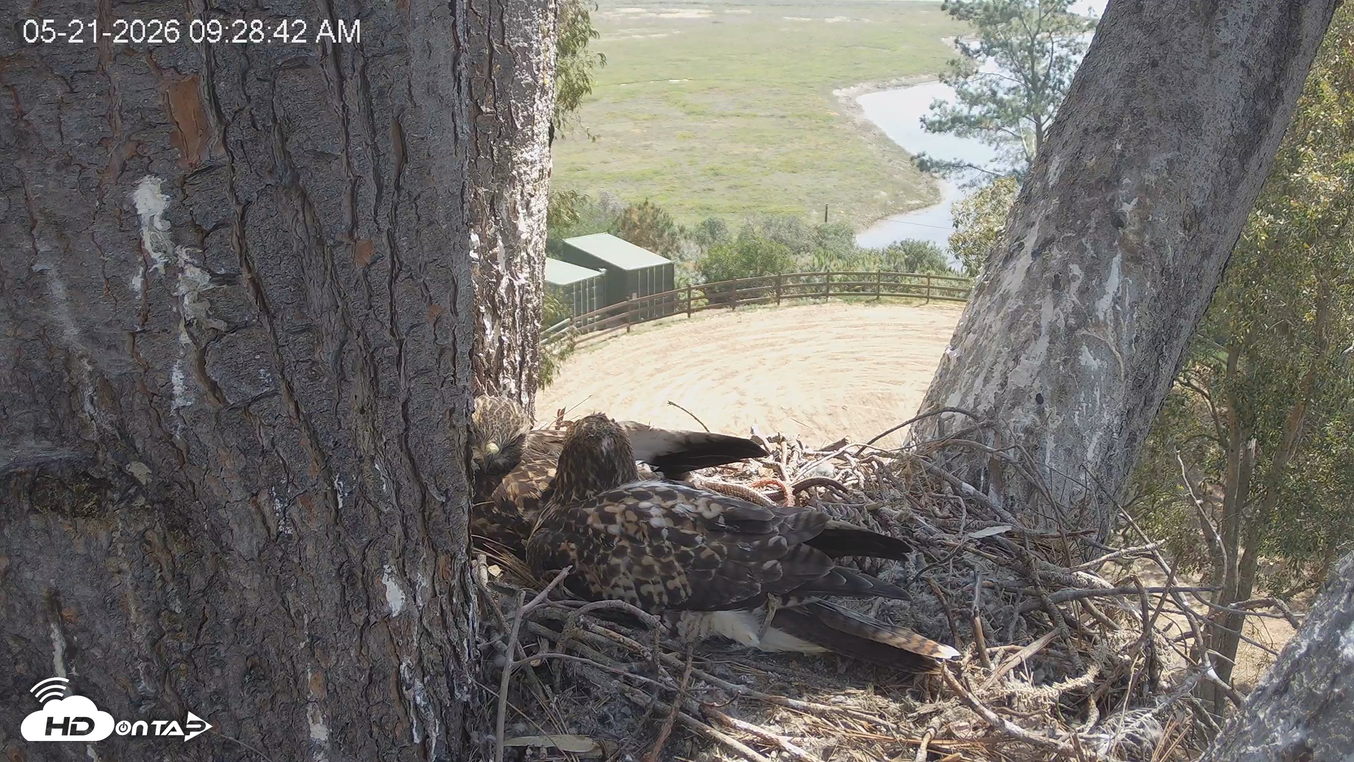 Snapshot of Red-Tailed Hawk Live Webcam taken May 21, 2026, 10:32am PDT