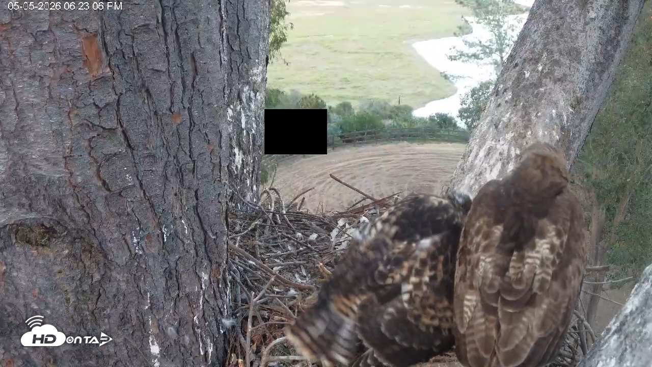 Snapshot of Red-Tailed Hawk Live Webcam taken May 5, 2026, 7:23pm PDT