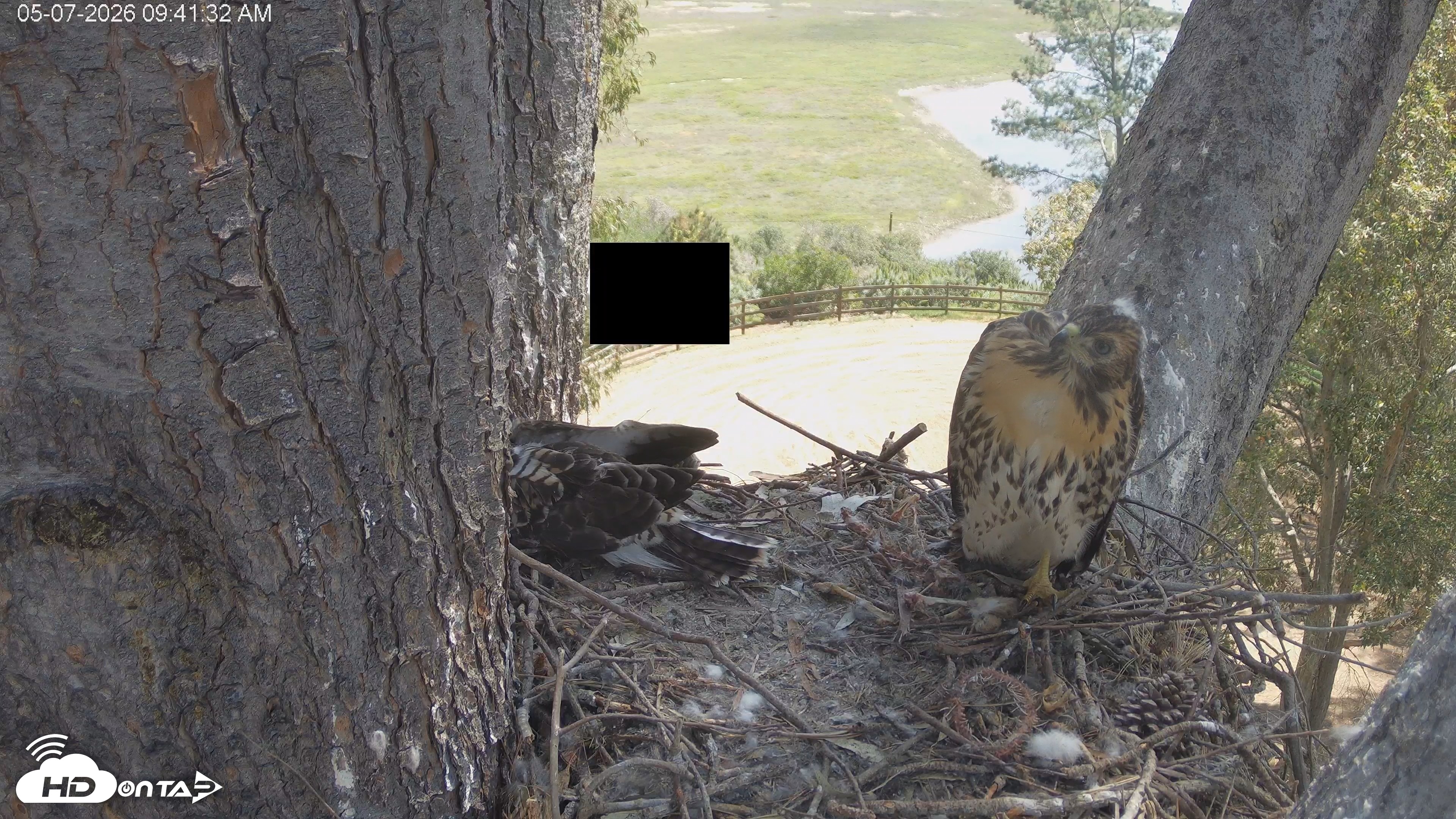 Snapshot of Red-Tailed Hawk Live Webcam taken May 7, 2026, 10:43am PDT