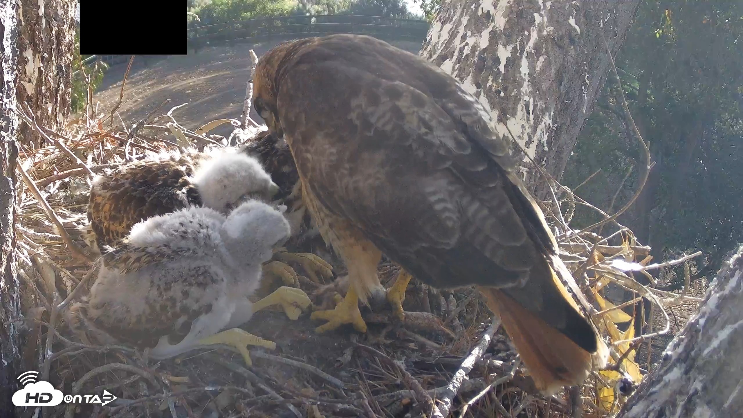 Snapshot of Red-Tailed Hawk Live Webcam taken Apr 20, 2026, 7:25am PDT