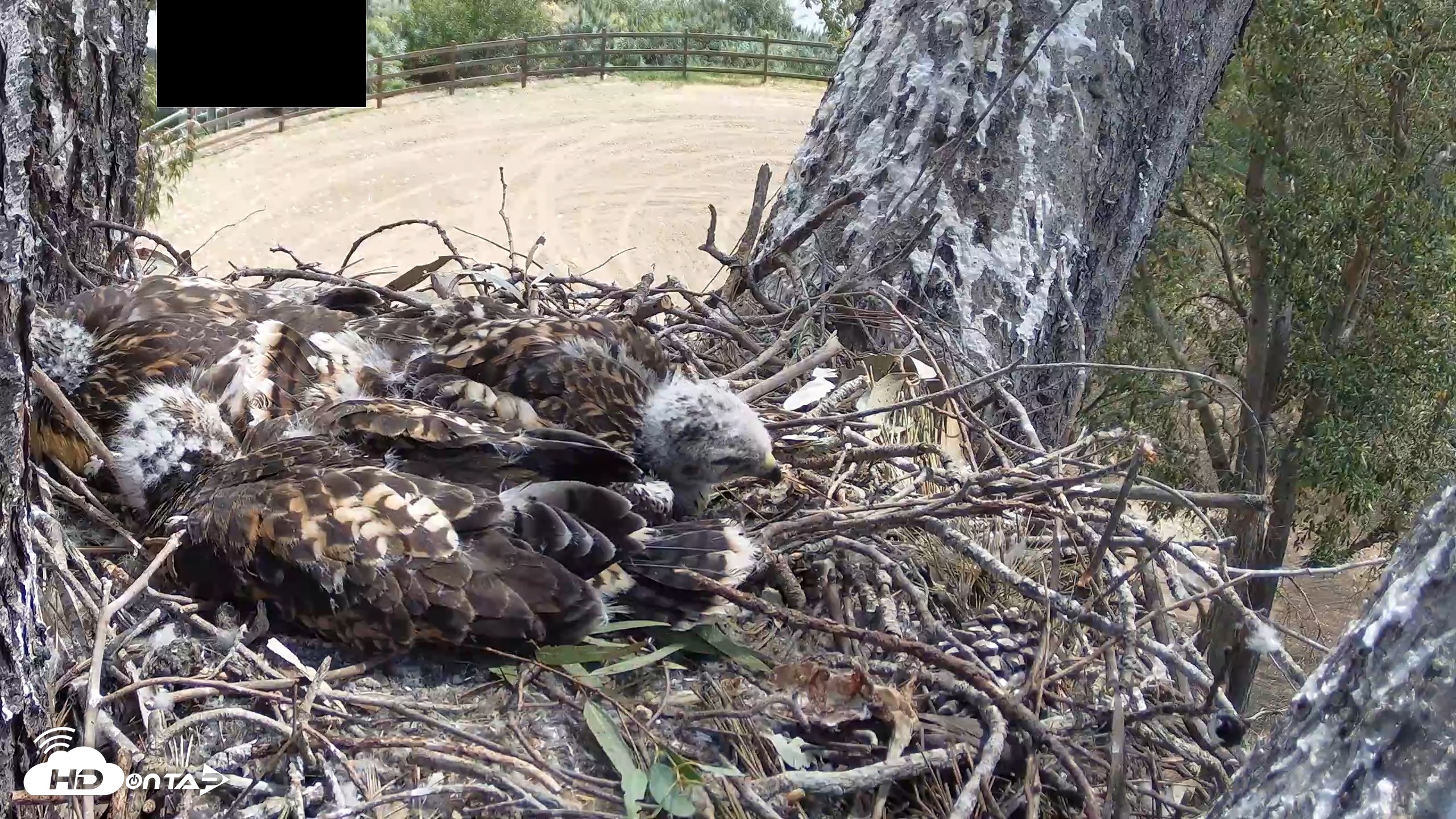 Snapshot of Red-Tailed Hawk Live Webcam taken Apr 27, 2026, 11:15am PDT