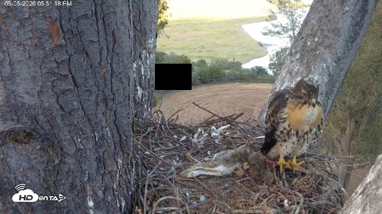 Snapshot of Red-Tailed Hawk Live Webcam taken May 5, 2026, 6:51pm PDT