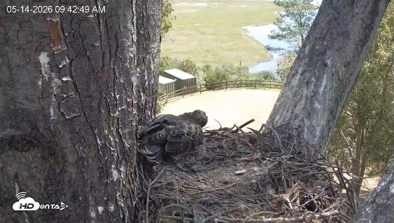Snapshot of Red-Tailed Hawk Live Webcam taken May 14, 2026, 10:46am PDT