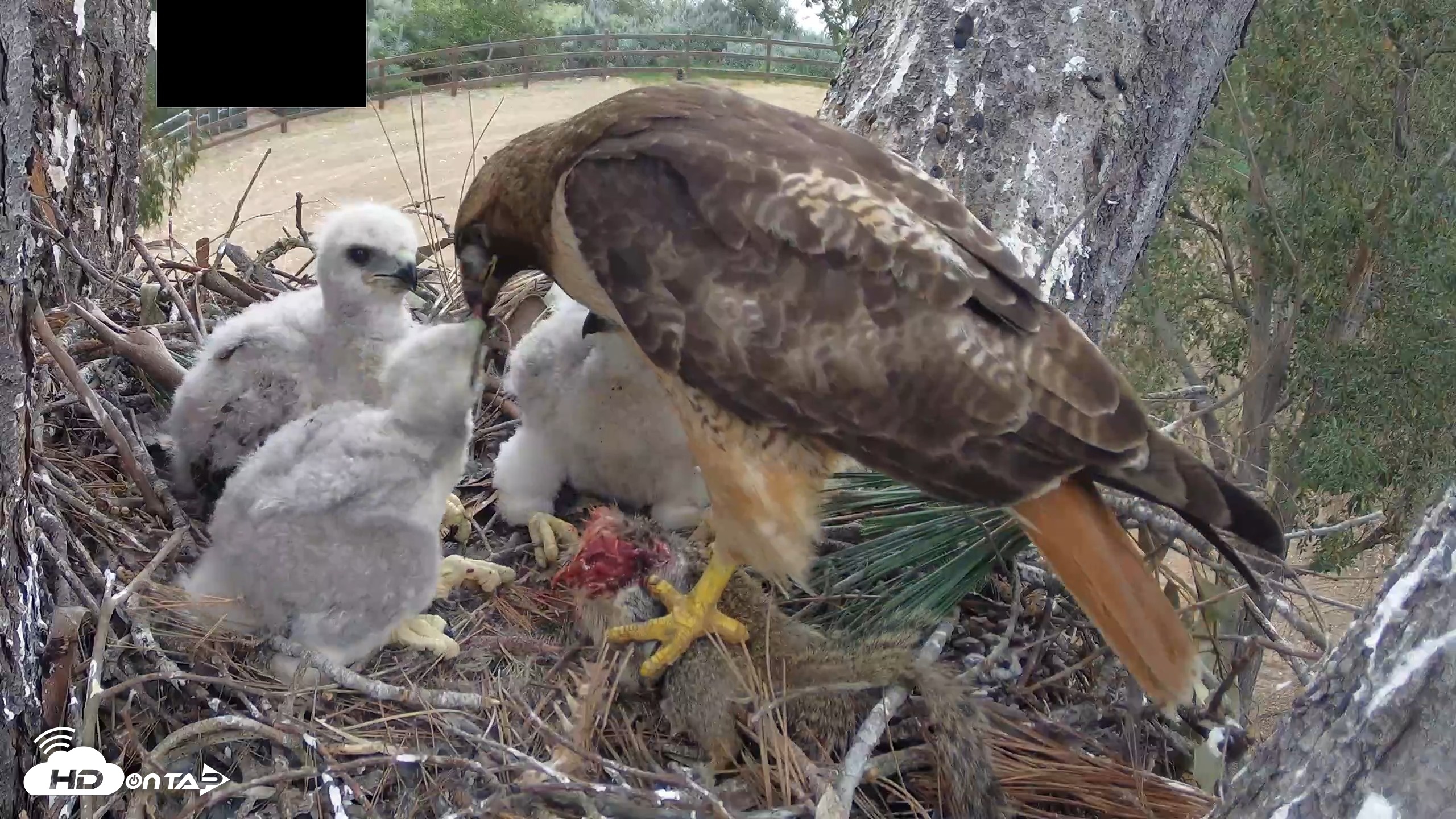 Snapshot of Red-Tailed Hawk Live Webcam taken Apr 12, 2026, 3:21pm PDT