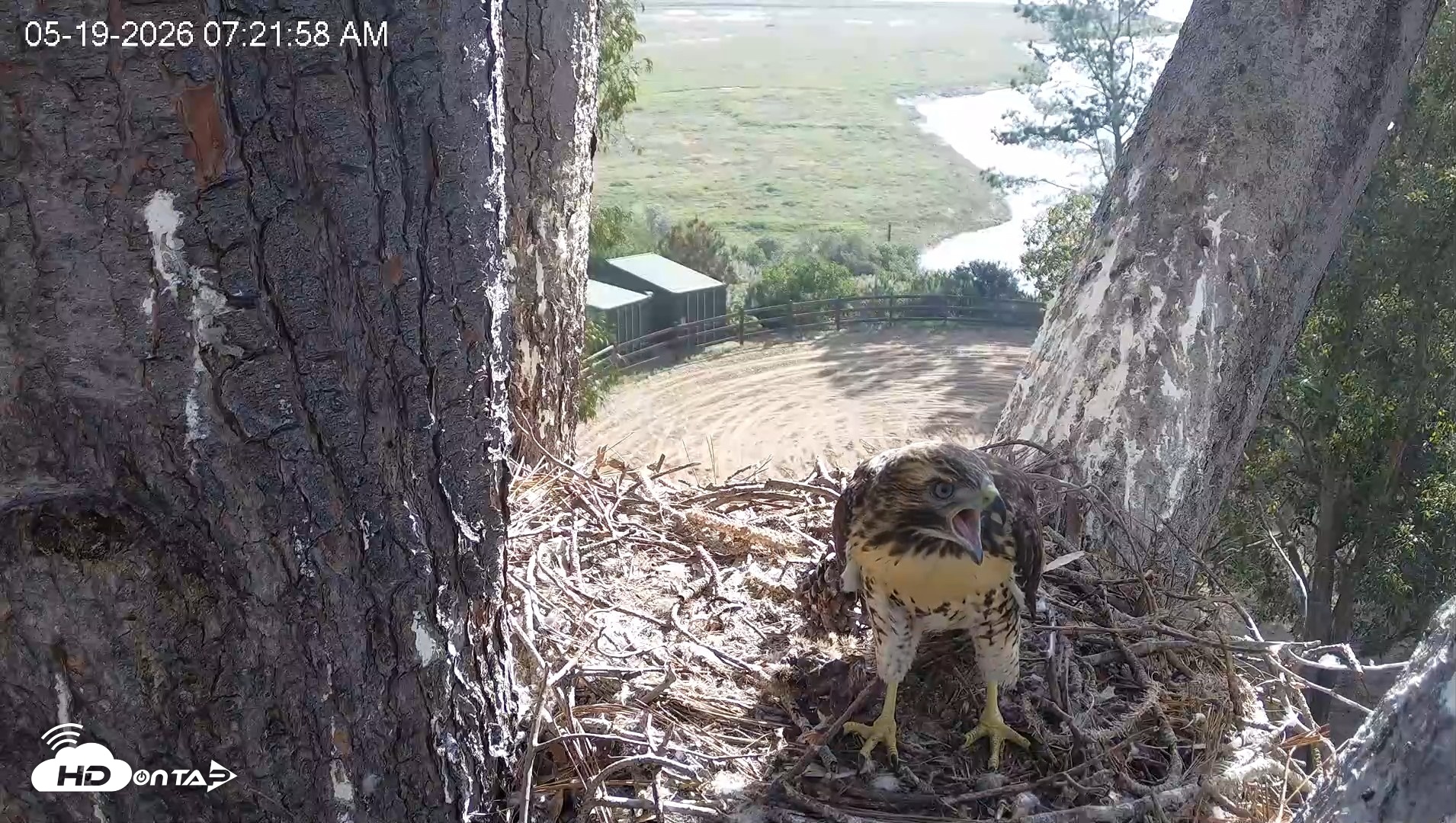 Snapshot of Red-Tailed Hawk Live Webcam taken May 19, 2026, 8:22am PDT