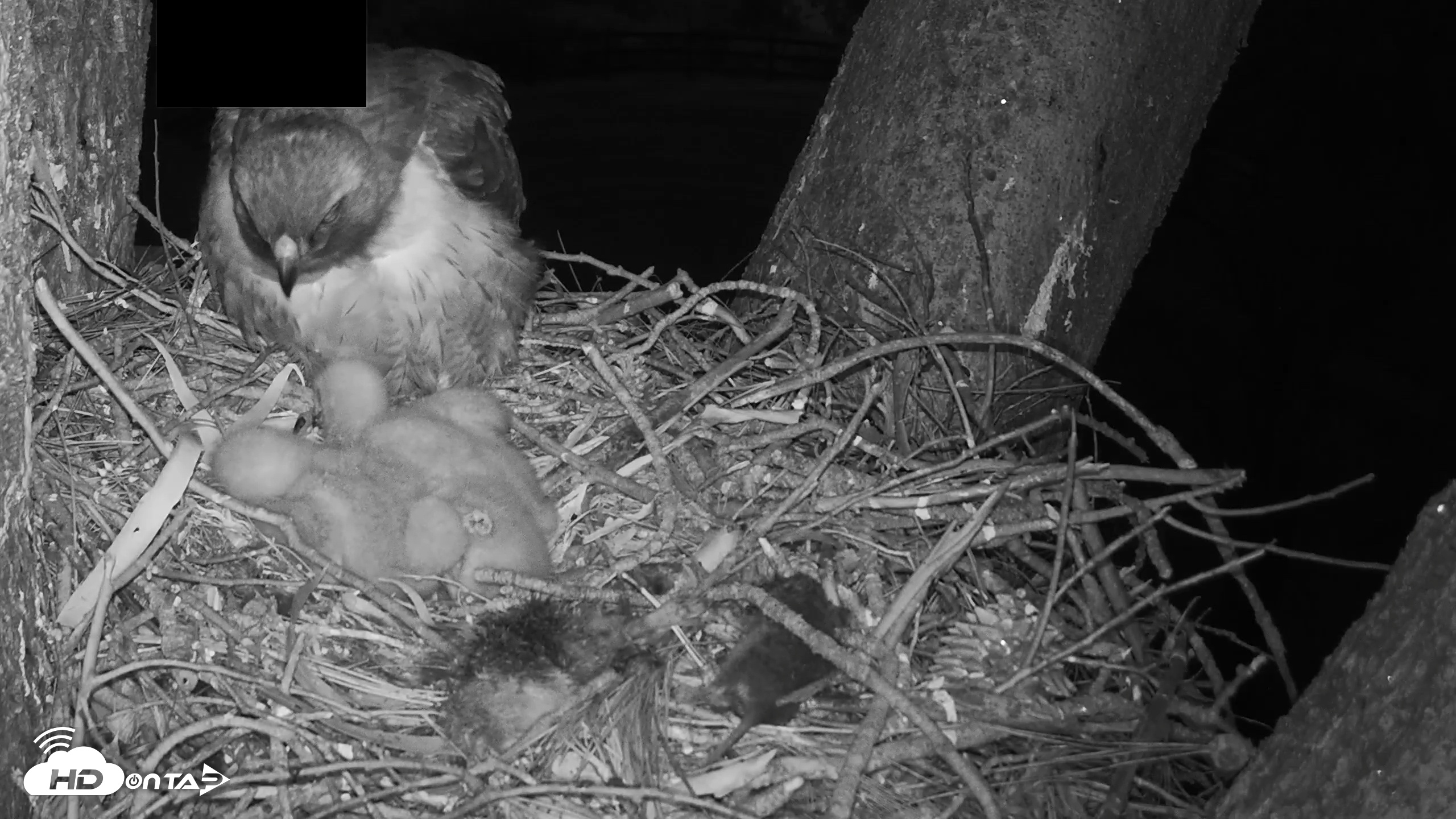 Snapshot of Red-Tailed Hawk Live Webcam taken Mar 31, 2026, 7:27pm PDT
