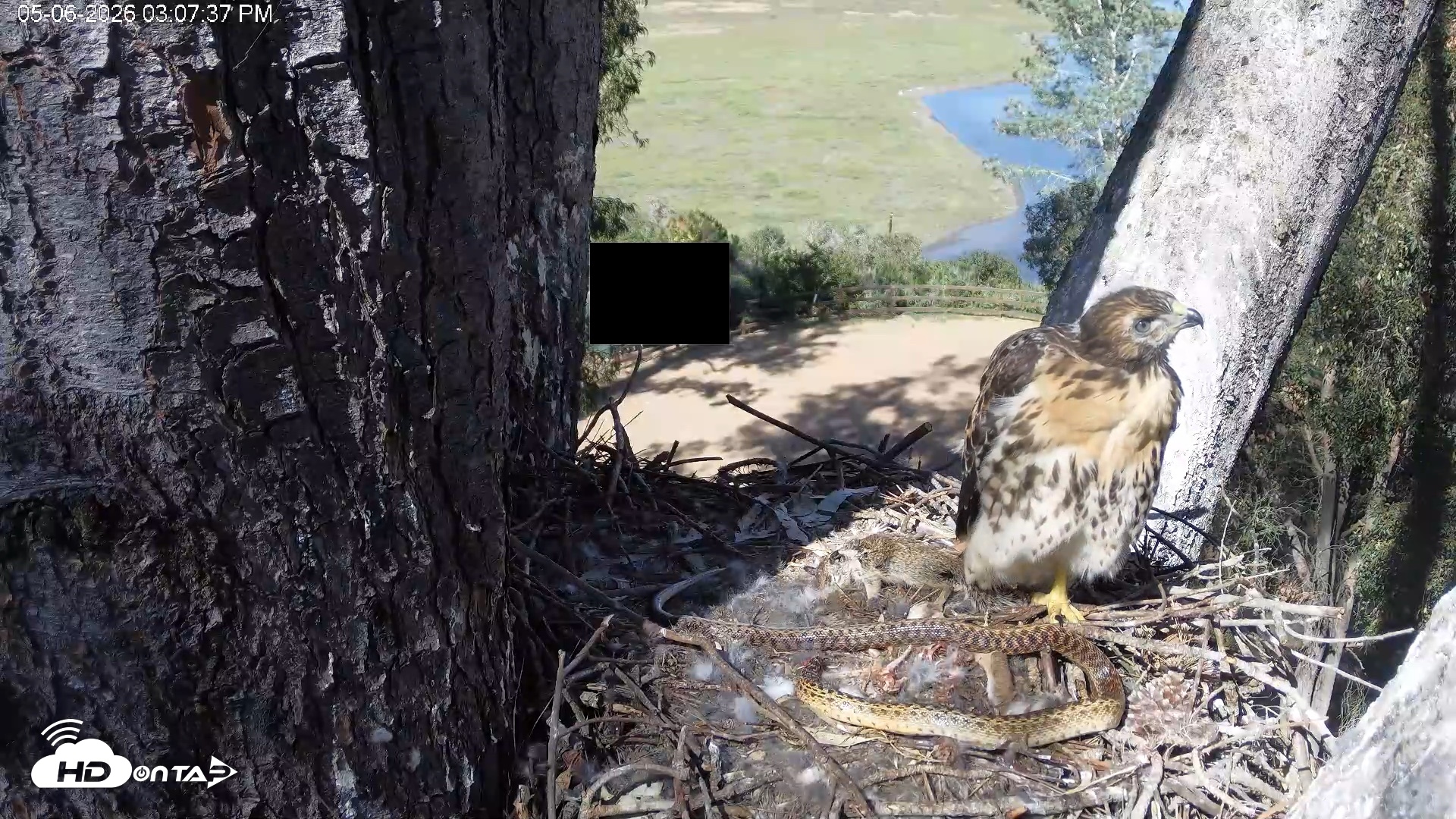 Snapshot of Red-Tailed Hawk Live Webcam taken May 6, 2026, 4:10pm PDT