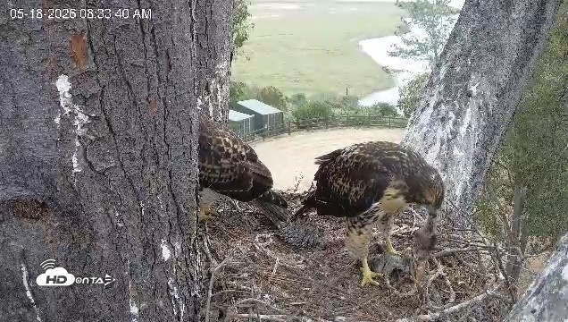 Snapshot of Red-Tailed Hawk Live Webcam taken May 18, 2026, 9:36am PDT