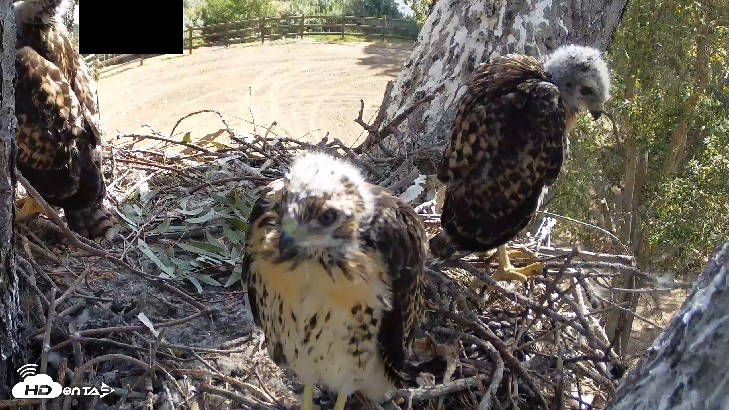 Snapshot of Red-Tailed Hawk Live Webcam taken Apr 27, 2026, 9:41am PDT